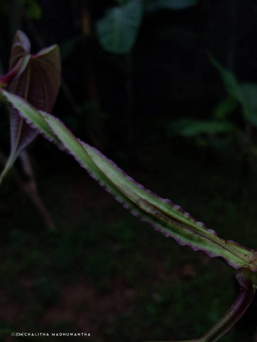 Dioscorea alata L.